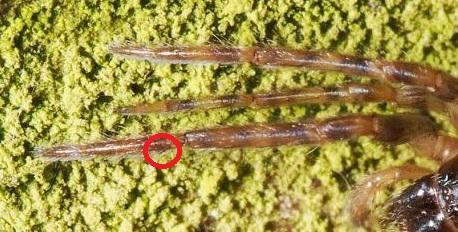 Segestria bavarica