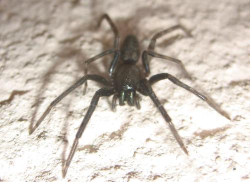 Segestria florentina