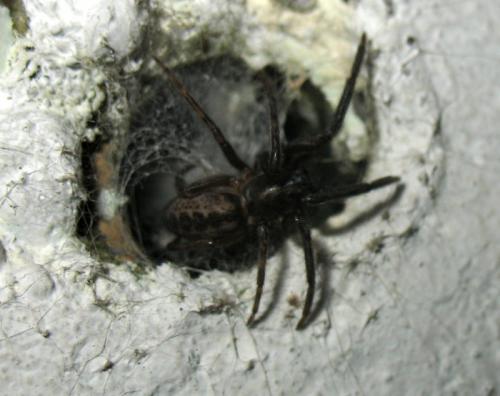 Réf. 166 964 : Segestria sp.