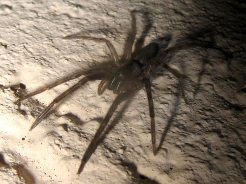 Segestria florentina