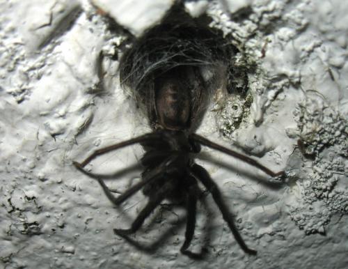 Réf. 166 965 : Segestria sp.