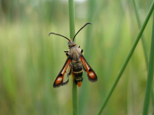 Réf. 166 301 : Pyropteron chrysidiformis