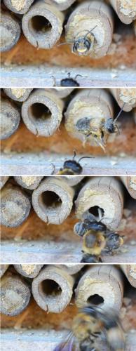 Megachile sculpturalis