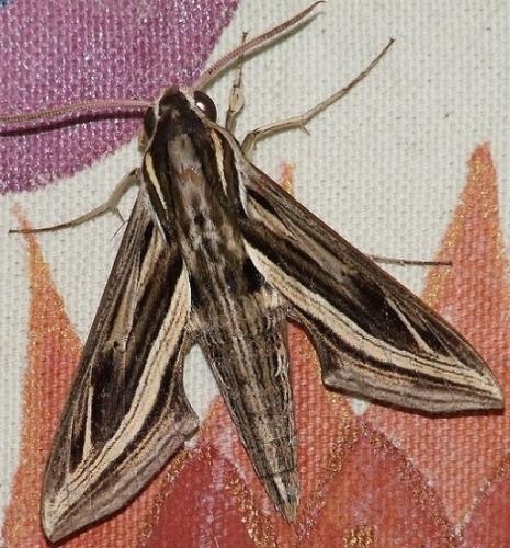 Réf. 166 976 : Hippotion geryon