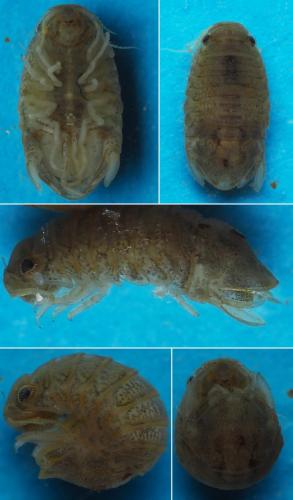 Lekanesphaera rugicauda
