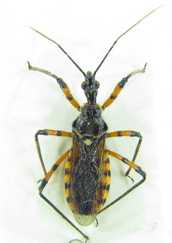 Réf. 166 573 : Sphedanolestes pulchellus