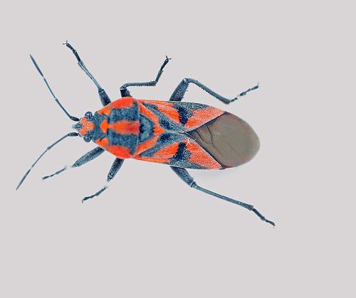Réf. 166 663 : Spilostethus furcula
