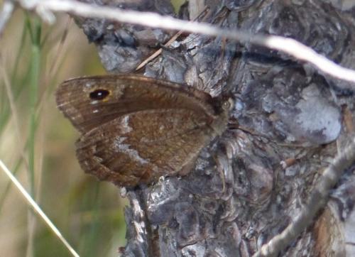 Réf. 166 263 : Satyrus actaea
