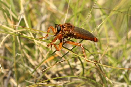 Stenopogon sabaudus