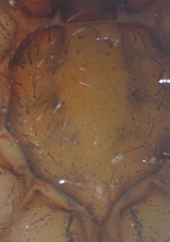 Eratigena agrestis