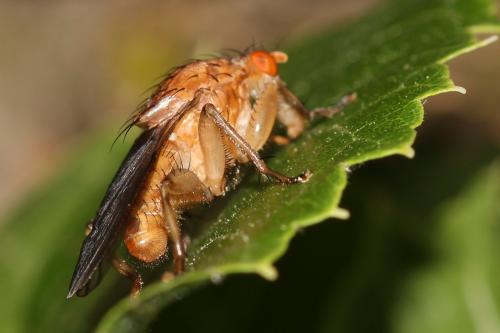 Suillia gigantea