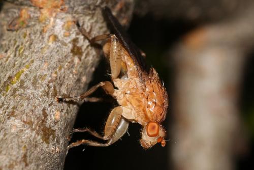 Suillia gigantea