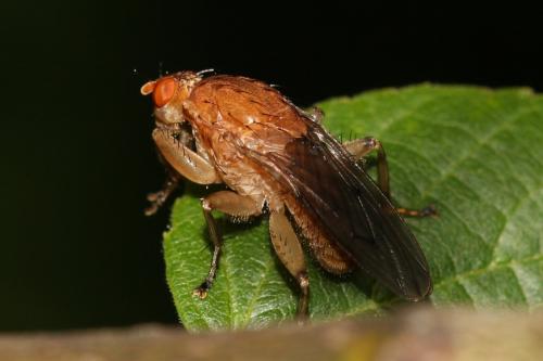 Suillia gigantea