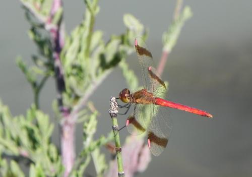 Réf. 166 429 : Sympetrum pedemontanum
