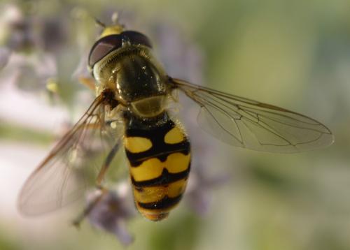 Réf. 166 361 : Eupeodes corollae