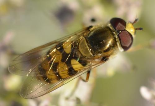 Eupeodes corollae