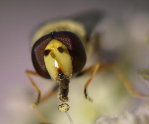 Eupeodes corollae