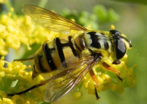 Réf. 166 883 : Myathropa florea
