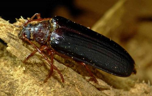 Réf. 166 545 : Tragosoma depsarium
