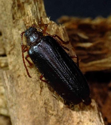 Tragosoma depsarium