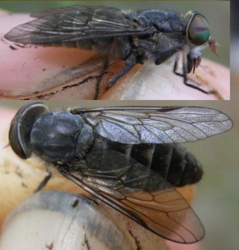Tabanus bromius