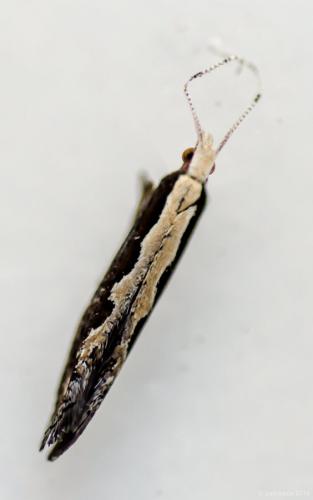 Réf. 166 320 : Plutella xylostella