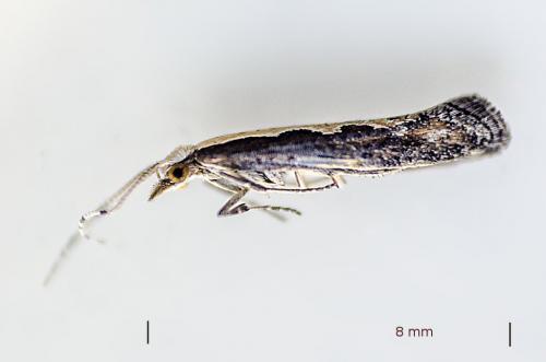 Réf. 166 321 : Plutella xylostella