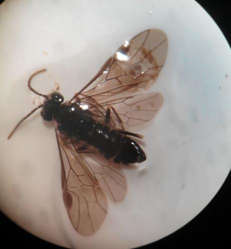 Heterarthrus sp.