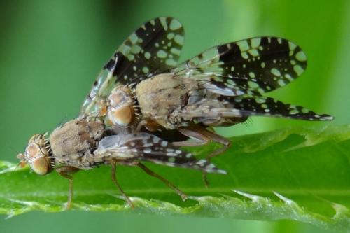 Tephritis conura