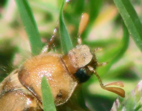 Rhizotrogus marginipes