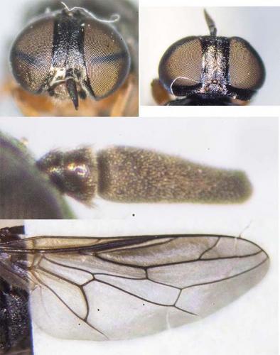 Réf. 166 117 : Scenopinus lesinensis