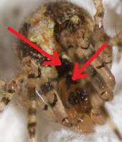Theridion sp.