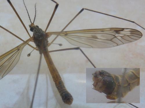 Tipula unca