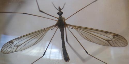 Réf. 166 777 : Tipula sp.