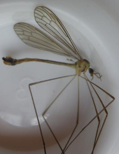 Réf. 166 442 : Diogma glabrata