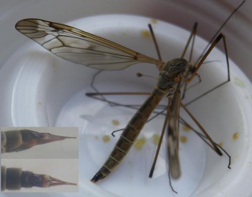 Tipula unca