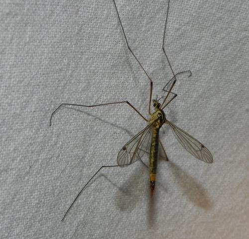 Réf. 166 229 : Nephrotoma cornicina