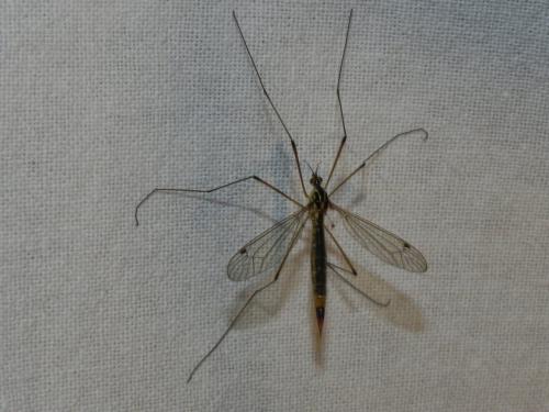 Réf. 166 230 : Nephrotoma cornicina