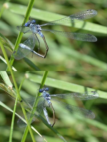 Réf. 166 223 : Lestes macrostigma