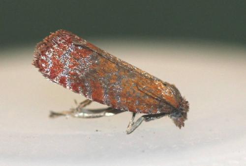 Réf. 166 790 : Argyroploce arbutella