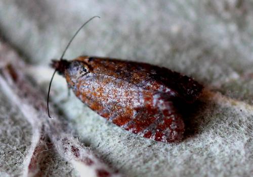 Réf. 166 678 : Argyroploce arbutella
