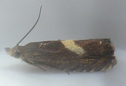 Dichrorampha petiverella