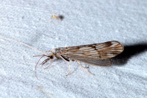 Réf. 166 919 : Odontocerum albicorne