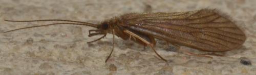 Réf. 166 959 : Tinodes waeneri