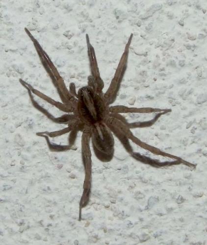 Trochosa sp.