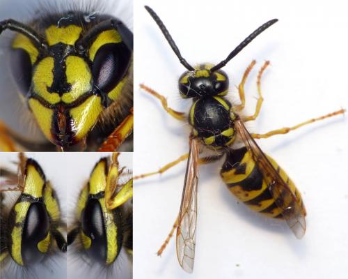 Vespula vulgaris