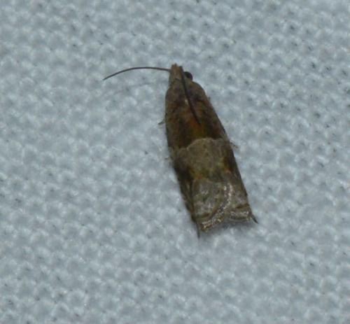 Rhopobota naevana