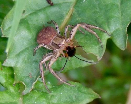 Xysticus sp.