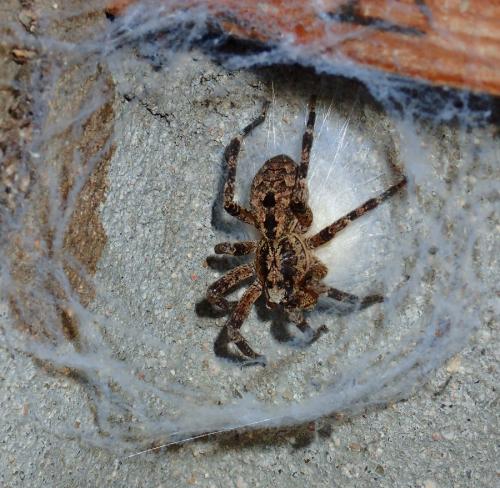 Zoropsis spinimana