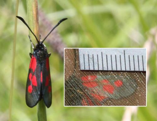 Réf. 166 095 : Zygaena viciae